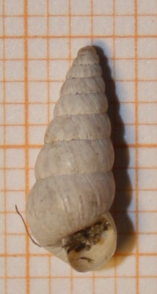 Cochlicella acuta?